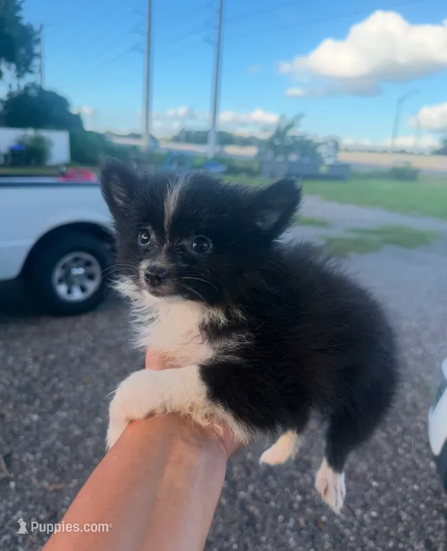 Scout  – Pomeranian puppy for sale in Orlando, FL