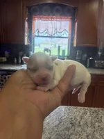 Blanca, a female Maltese for sale in Orlando, FL – 3 of 5
