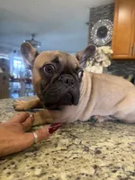 Paulo, a male French Bulldog for sale in Orlando, FL – 2 of 4