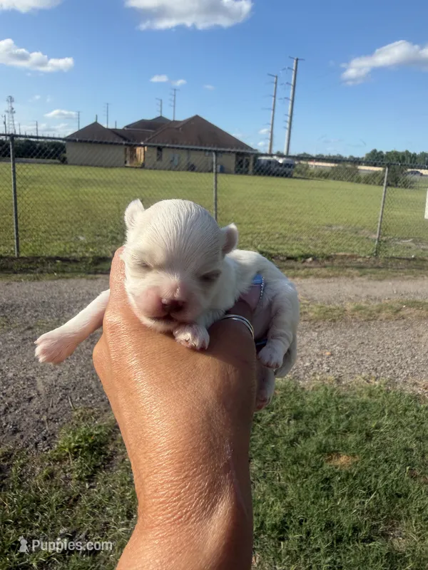 Coco – Maltese puppy for sale in Orlando, FL