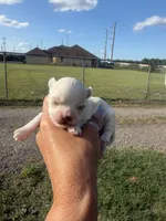 Coco, a male Maltese for sale in Orlando, FL – 1 of 2