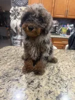Maggie , a female Goldendoodle for sale in Orlando, FL – 1 of 2
