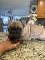 Paulo, a male French Bulldog for sale in Orlando, FL – 3 of 4