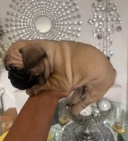 Bengi , a male French Bulldog for sale in Orlando, FL – 3 of 3