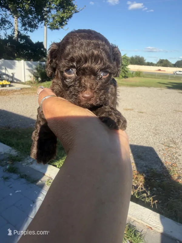 Lory – Poodle - Toy  puppy for sale in Orlando, FL