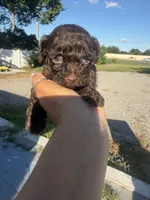 Lory, a female Poodle - Toy  for sale in Orlando, FL – 1 of 2