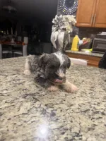 Patsy, a female Miniature Schnauzer for sale in Orlando, FL – 5 of 6