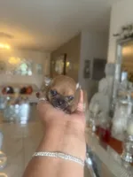 Amber , a female Chihuahua for sale in Orlando, FL – 3 of 4