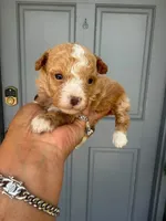 Lola , a female Poodle - Toy  for sale in Orlando, FL – 3 of 3