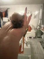 Clay , a female Chihuahua for sale in Orlando, FL – 1 of 1