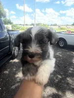 Patsy, a female Miniature Schnauzer for sale in Orlando, FL – 2 of 6