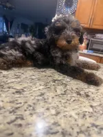 Peaches , a female Goldendoodle for sale in Orlando, FL – 3 of 3
