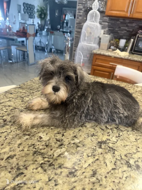 Zara – Miniature Schnauzer puppy for sale in Orlando, FL
