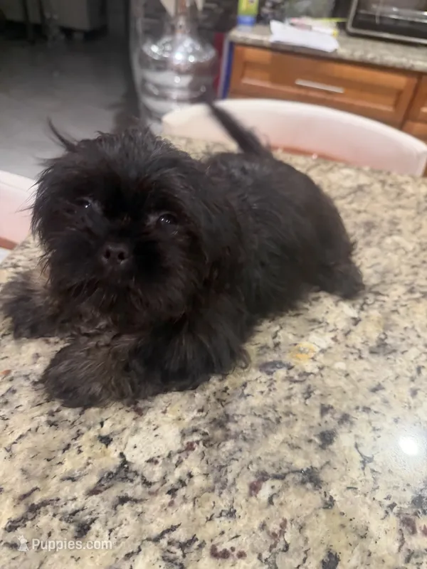 Fanny  – Shih Tzu puppy for sale in Orlando, FL