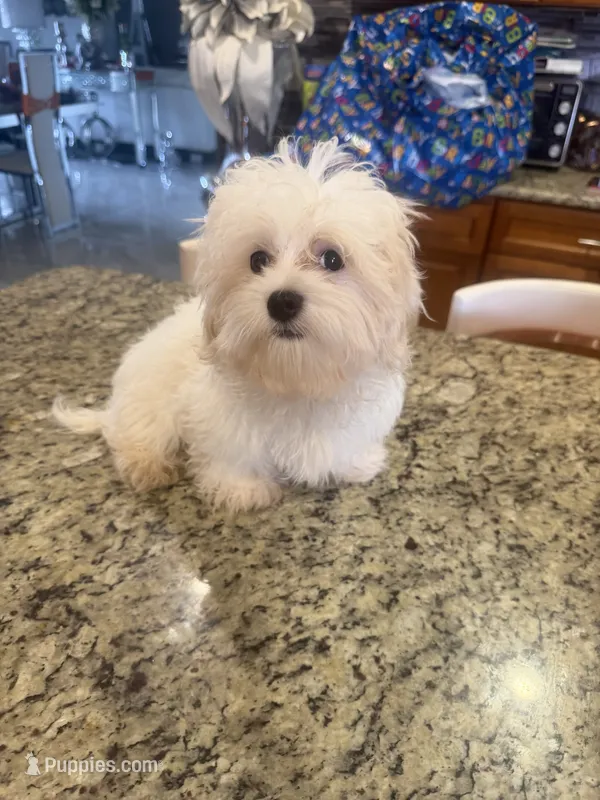 Coco – Maltese puppy for sale in Orlando, FL
