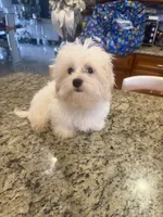 Coco, a male Maltese for sale in Orlando, FL – 1 of 3