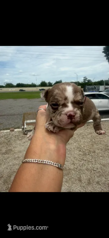 Lana  – American Bully puppy for sale in Orlando, FL