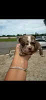 Lana , a female American Bully for sale in Orlando, FL – 1 of 1