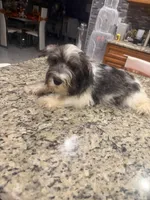 Richie , a male Miniature Schnauzer for sale in Orlando, FL – 2 of 2