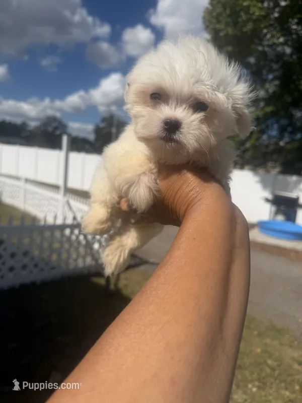 Chip  – Maltese puppy for sale in Orlando, FL