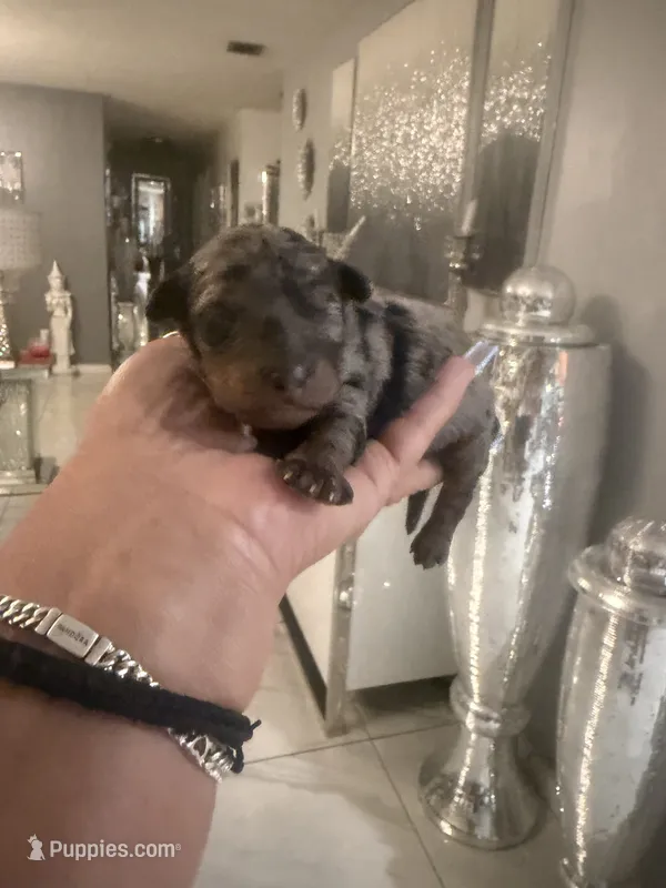 Peaches  – Goldendoodle puppy for sale in Orlando, FL
