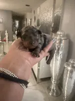 Peaches , a female Goldendoodle for sale in Orlando, FL – 1 of 1