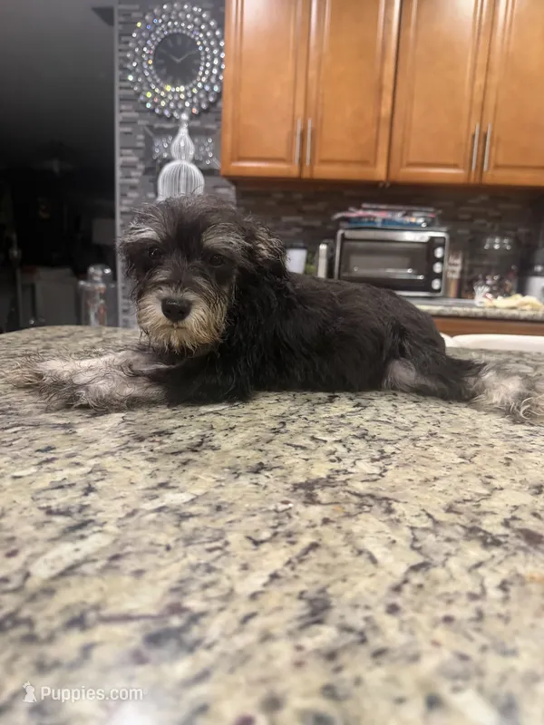 Rita  – Miniature Schnauzer puppy for sale in Orlando, FL
