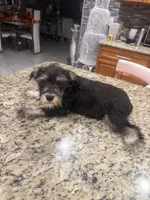 Rita , a female Miniature Schnauzer for sale in Orlando, FL – 2 of 3
