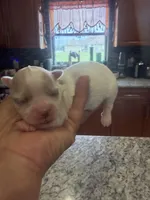 Blanca, a female Maltese for sale in Orlando, FL – 2 of 5
