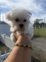 Charlie, a male Maltese for sale in Orlando, FL – Photo 2 of 2