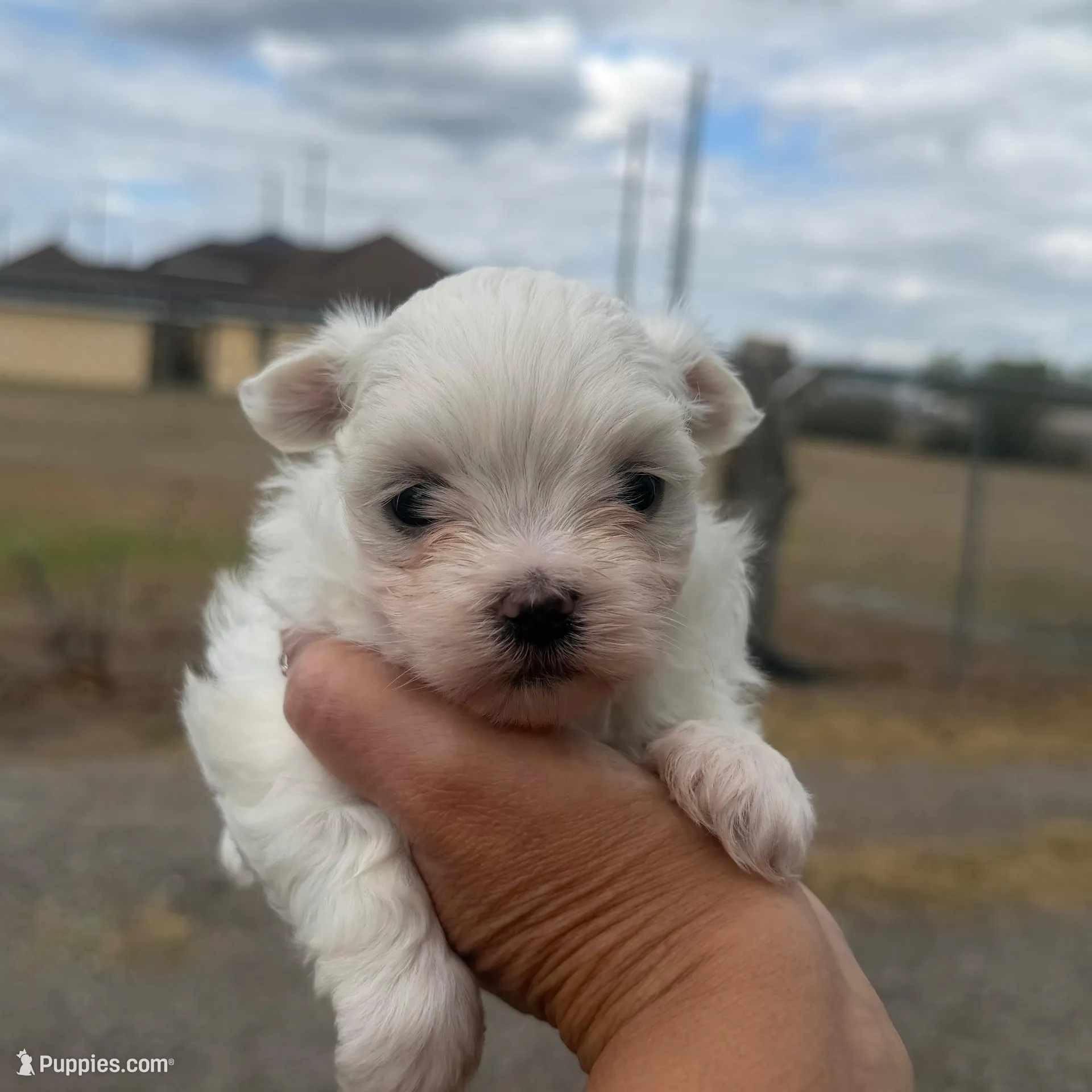 Charlie – Maltese puppy for sale in Orlando, FL