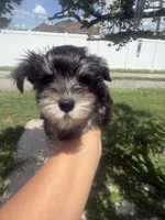 Zara, a female Miniature Schnauzer for sale in Orlando, FL – 3 of 3