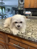 Blanca, a female Maltese for sale in Orlando, FL – 4 of 5
