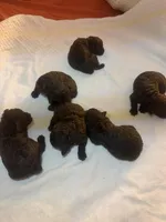 Nugget, a male Poodle - Toy  for sale in Orlando, FL – Photo 3 of 4