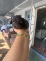 Nugget, a male Poodle - Toy  for sale in Orlando, FL – Photo 2 of 4