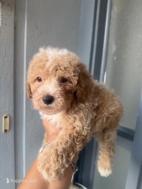 Ace  – Goldendoodle puppy for sale in Orlando, FL