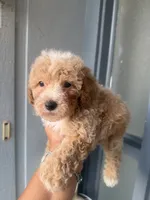 Ace , a male Goldendoodle for sale in Orlando, FL – 1 of 4