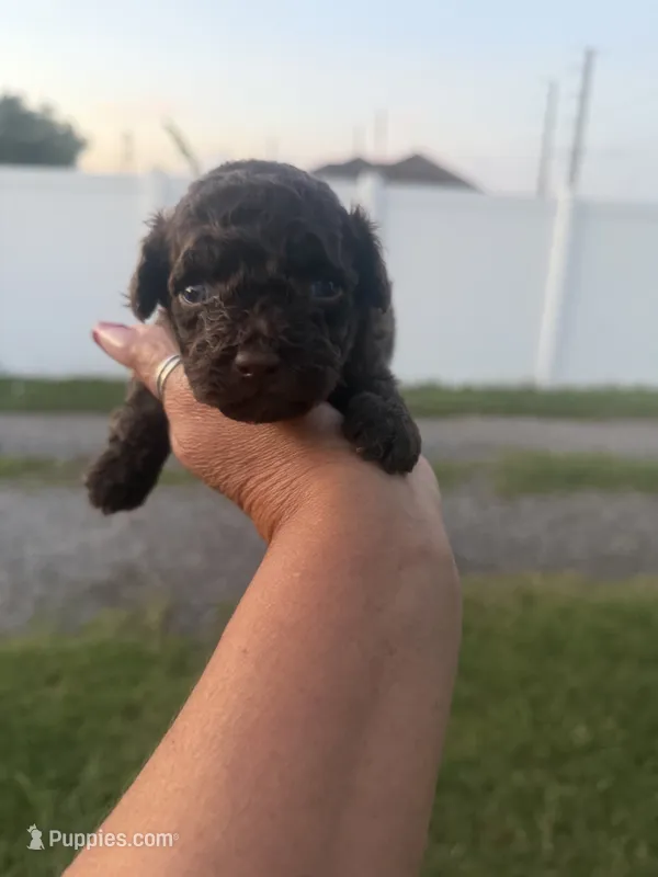 Tiffy  – Poodle - Toy  puppy for sale in Orlando, FL