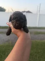 Tiffy , a female Poodle - Toy  for sale in Orlando, FL – 1 of 2