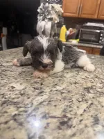 Patsy, a female Miniature Schnauzer for sale in Orlando, FL – 6 of 6