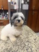 Oreo , a male Poodle - Toy  for sale in Orlando, FL – 3 of 4