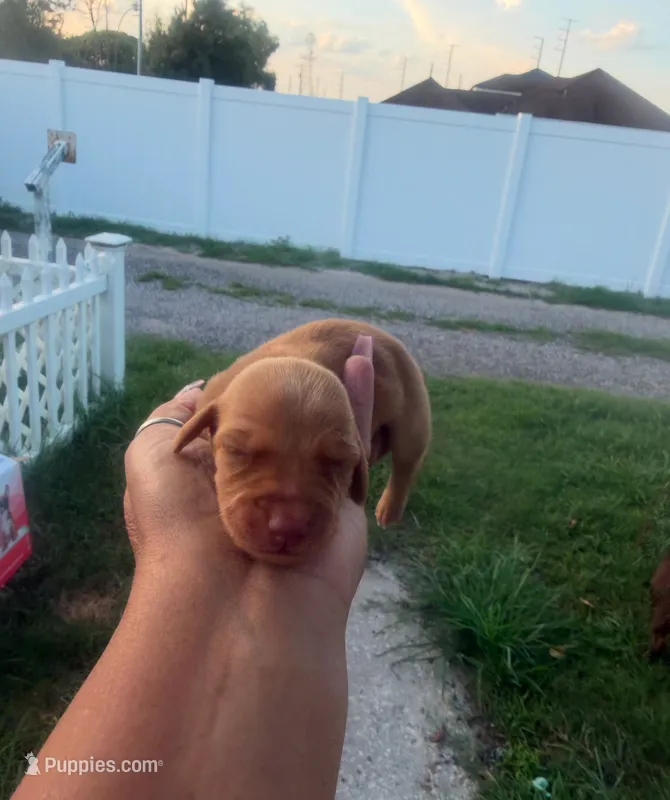 Romeo  – Dachshund puppy for sale in Orlando, FL