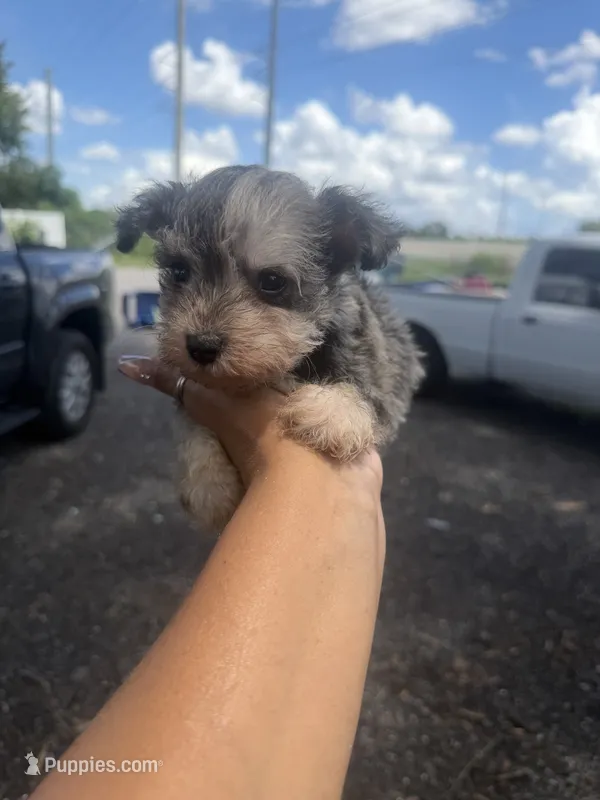 Manny – Miniature Schnauzer puppy for sale in Orlando, FL