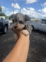 Manny, a male Miniature Schnauzer for sale in Orlando, FL – 1 of 2