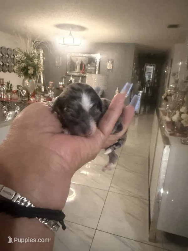 Carter – Goldendoodle puppy for sale in Orlando, FL
