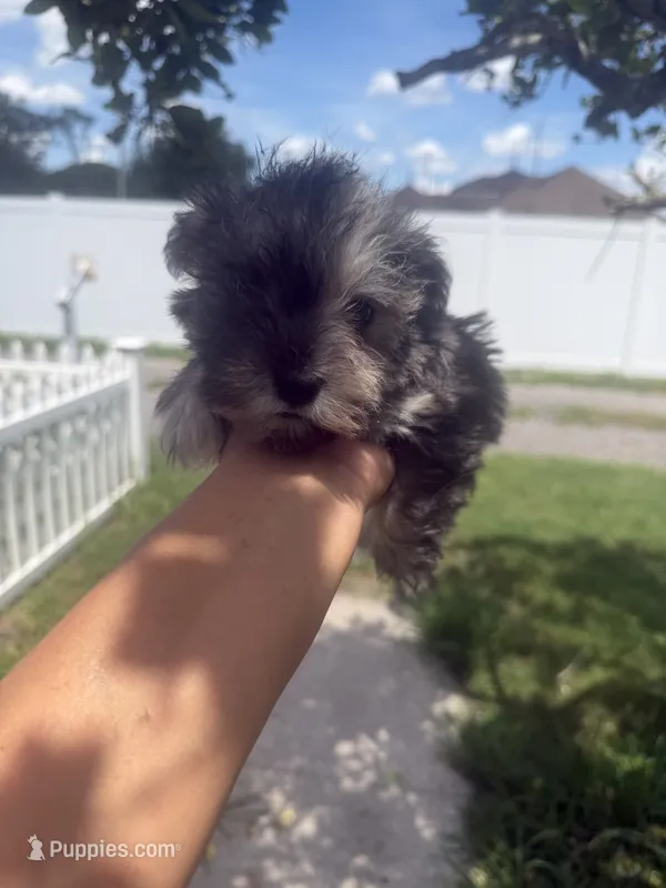 Luke – Miniature Schnauzer puppy for sale in Orlando, FL