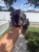 Luke, a male Miniature Schnauzer for sale in Orlando, FL – 1 of 3