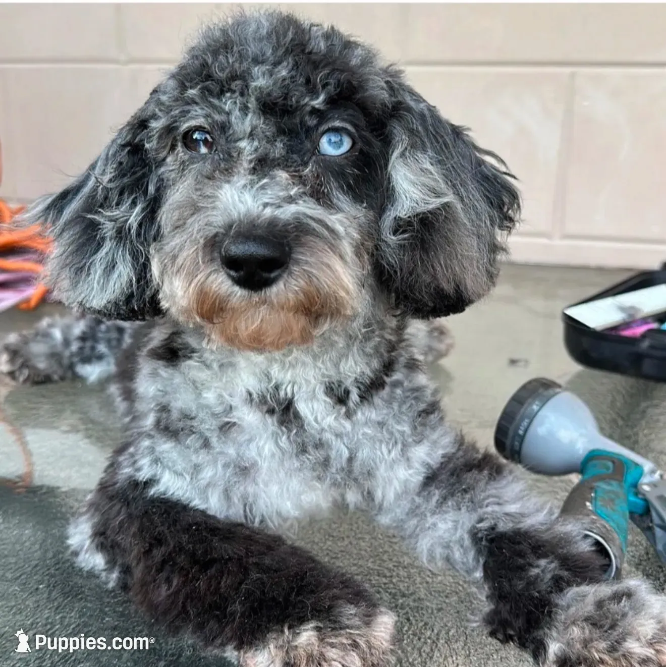 Carter, a male Goldendoodle for sale in Orlando, FL – 2 of 2