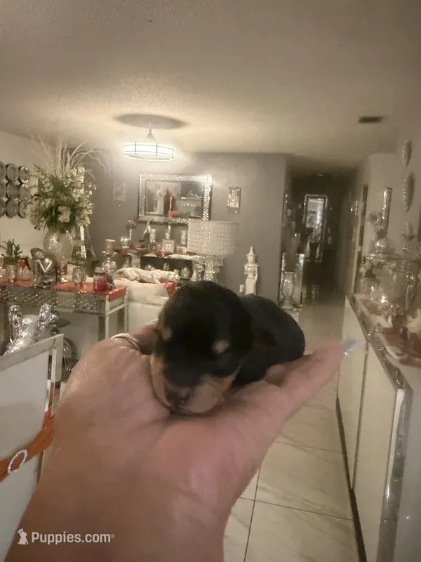 Hans  – Poodle - Toy  puppy for sale in Orlando, FL