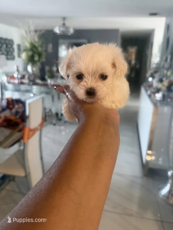 Vero – Maltese puppy for sale in Orlando, FL